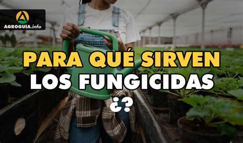 Fungicidas Todo Lo Que Necesitas Saber Agro Guía