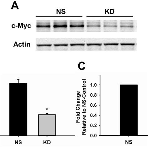 Knockdown Of C Myc In Endothelial Cells A Representative Western Blot