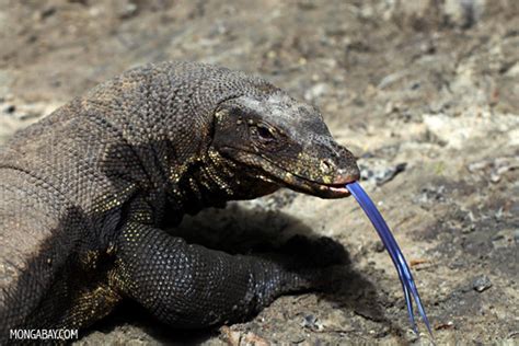 Picture Blue Tongued Monitor Lizard