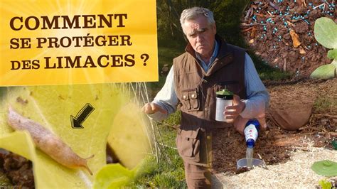 Comment se protéger des limaces au potager Techniques et produit