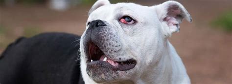 Signs Your Pet Has an Eye Infection | Winnipeg, MB | Henderson Animal ...