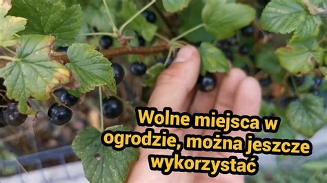 Ogród wykorzystaj wolne miejsca po zbiorach YouTube