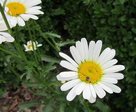 Magerwiesen Margerite Leucanthemum Vulgare Hussi Flickr