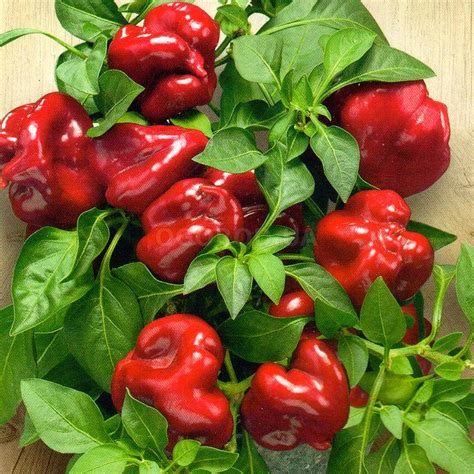 Sweet Red Pepper Indoor F1 Seeds Heirloom Vegetable Seedd Etsy