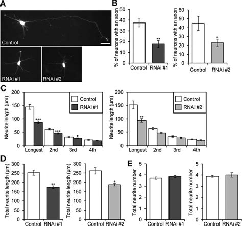 Suppression Of Rab A Expression Inhibits Axon Formation And Axon