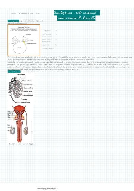 Gametog Nesis Ciclo Menstrual Primera Semana De Gestaci N Xiomara