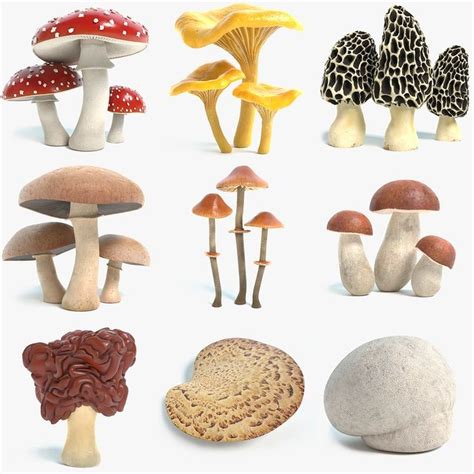 Mushroom 3d Model Collection With Pbr Textures Turbosquid Stuffed