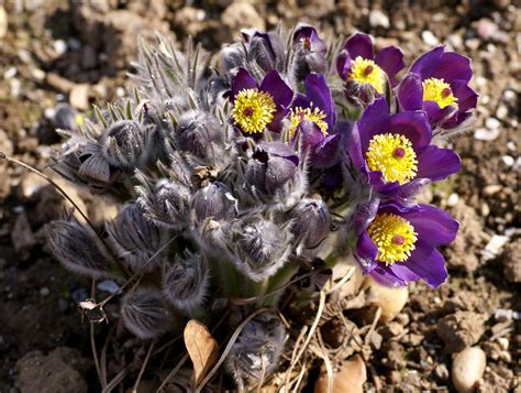 K Chenschelle Finger Eastern Pasque Flower Pulsatilla Patens A