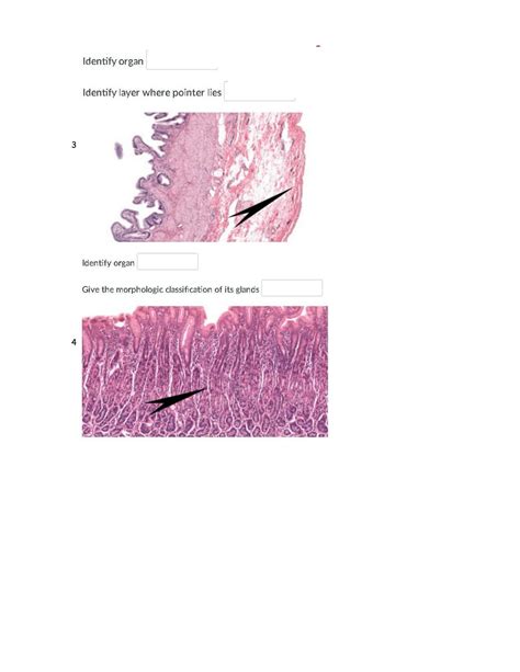 Solution Histo Practicals Studypool