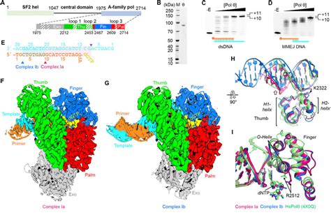 Biochemical And Structural Characterization Of Lcpol A Domain