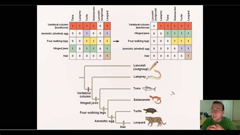 Using Probability Parsimony To Construct Phylogenic Trees YouTube