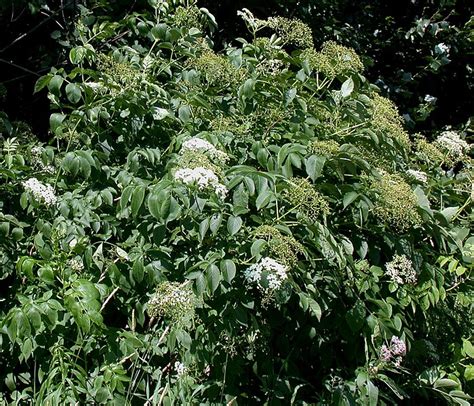 Elderberry Plant Identification – Off Grid Living Hacks