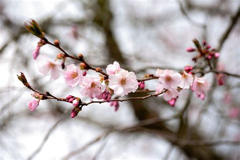 Japanese Cherry Blossom Tree - Free photo on Pixabay