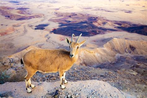 Un Bice Nubio En El Borde Del Cr Ter Makhtesh Ramon En El Desierto De