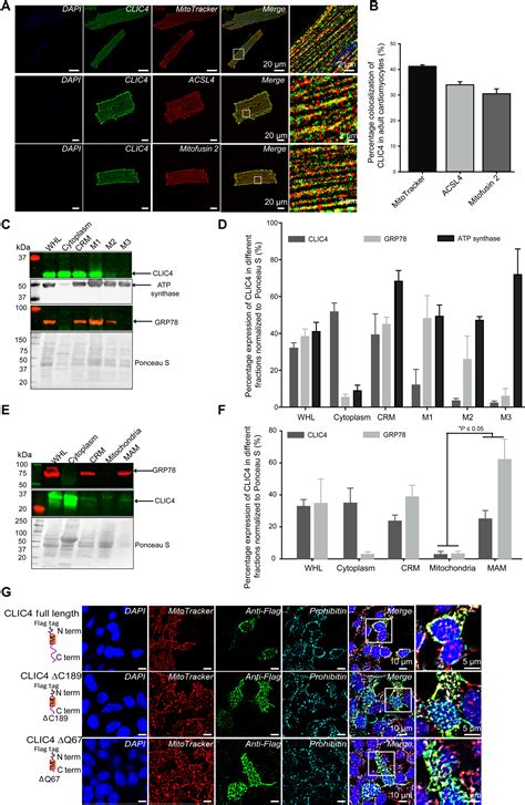 Clic4 Localizes To Mitochondrial Associated Membranes And Mediates Cardioprotection Science