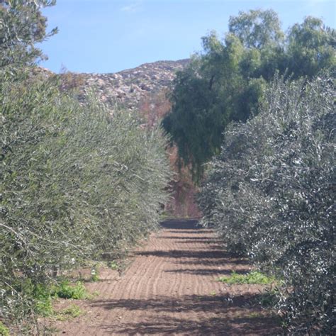 Blog Temecula Olive Oil Company