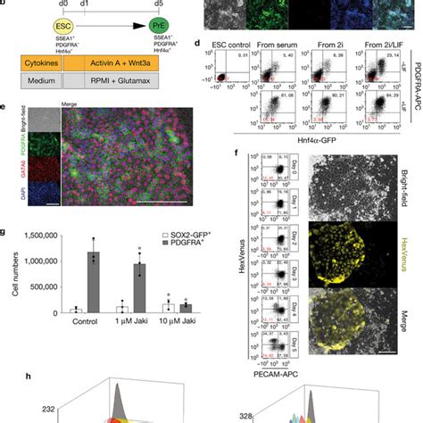 Wnt A And Activin Mediate Definitive Endoderm Differentiation Of