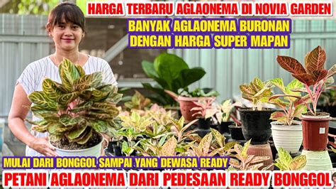 Blusukan Ke Petani Desa Aglonema Nya Lengkap Bangetbanyak Aglonema