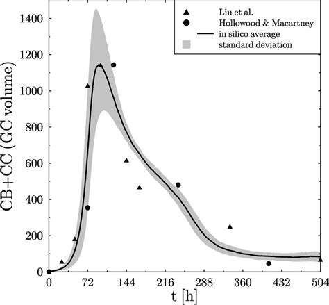 Gc Kinetics The Time Course Of The Gc Cell Population Is Shown As The