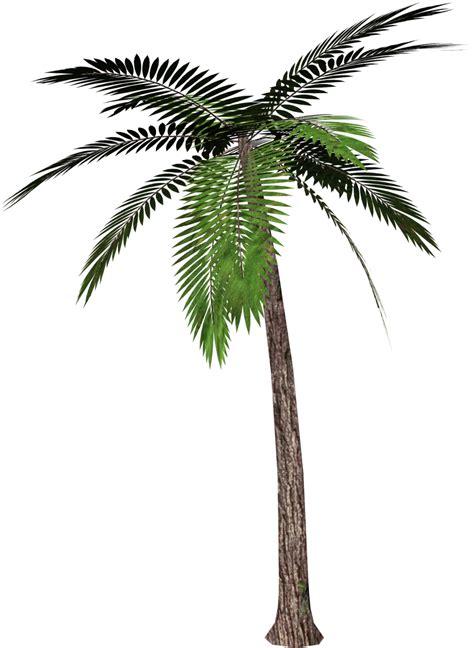 Palmeras Png