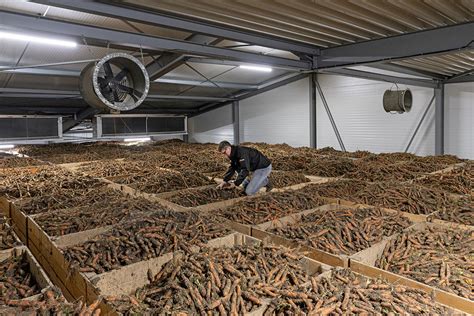 Peen Bewaren Niet In Trek Dit Seizoen Groenten Fruit Actueel