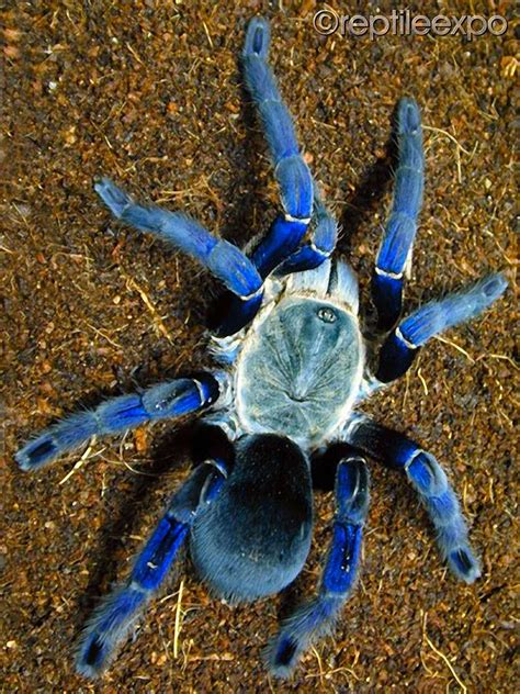 NY Metro ReptileExpo®Sunday, April 13, 2025