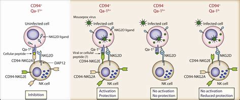 Resistance To Mousepox Virus Cd On A Special Mission Immunity