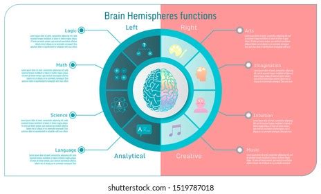 Brain Hemispheres Functions Left Analytical Right Stock Vector (Royalty ...