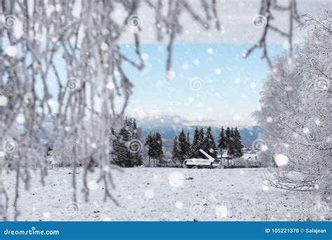 Snow Covered Trees And Heavy Snowing In The Mountains Stock Photo