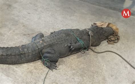 Capturan Enorme Cocodrilo Caminaba Por Calles De Tampico Grupo Milenio