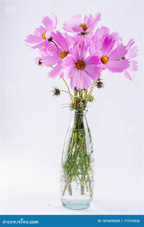 Bouquet of Delicate Pink Cosmos Flowers in Glass Vase Stock Photo ...