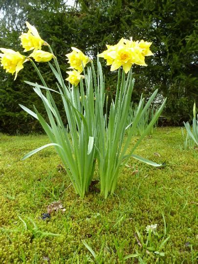 Fresh Wild Growing Daffodils From Low Angle Creative Commons Stock Image