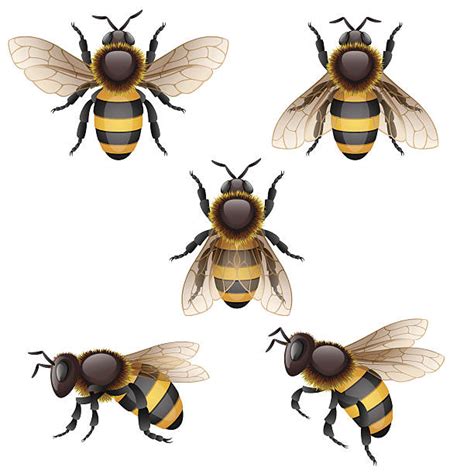 Bumblebee Illustrations Royalty Free Vector Graphics And Clip Art Istock