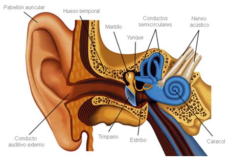 El sistema Vestibular, el centro del EQUILIBRIO postural – Crefid