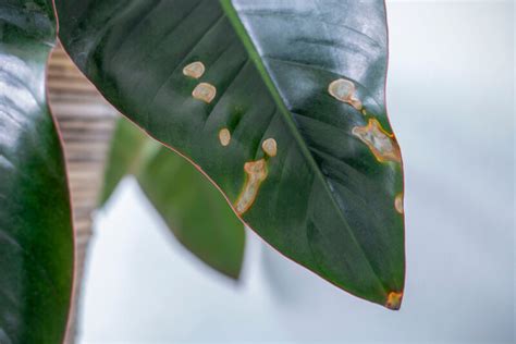 Common Houseplant Diseases Identification Treatment