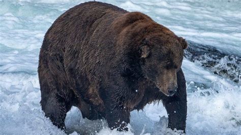 Fat Bear Week 2022 winner crowned at Katmai National Park despite ...