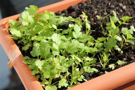 Growing Parsley From Cuttings Seeds Planting Care Gardening Tips