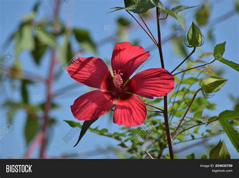 Petal Flower Wholesale Store