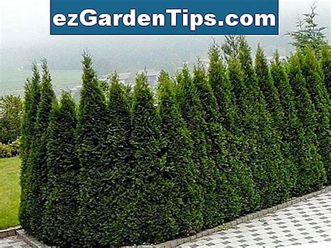 Pflanzen Arborvitae Pyramidalis Als Privacy Fence 🌱 Tipps Gärtner De