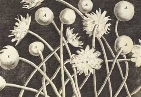 See The Original 17th Century Drawings Of The Microscopic World Robert