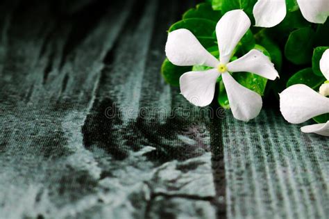 Beautiful Blooming White Catharanthus Roseus Flower On Black Background