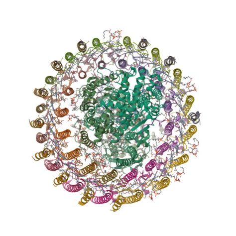 Rcsb Pdb Xxf Structure Of Photosynthetic Lh Rc Super Complex Of