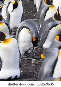 4,899 Penguin breeding Images, Stock Photos & Vectors | Shutterstock