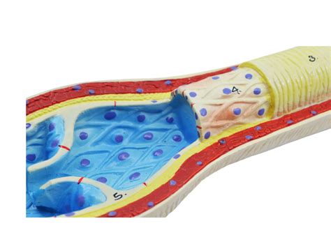 3 Piece Artery Vein And Capillary Model Set 13 Inch Enlarged