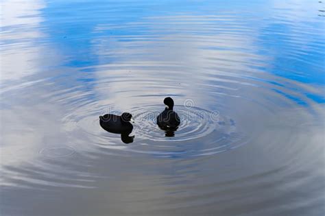 Pato Lindo Dos En El Lago Lago Stow En Golden Gate Park Imagen De