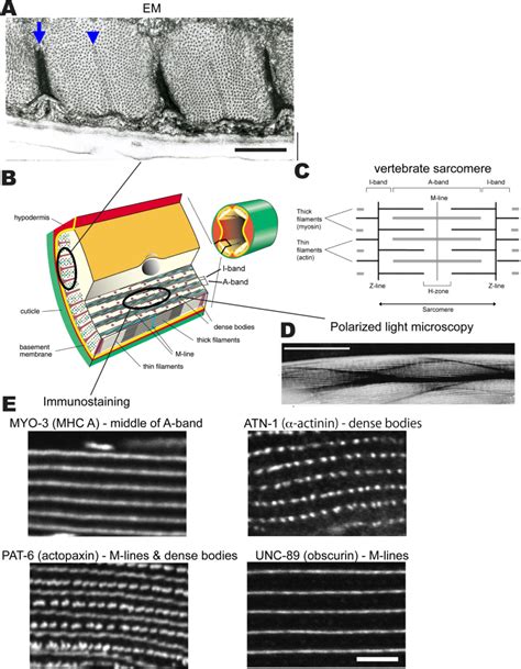 Development Structure And Maintenance Of C Elegans Body Wall Muscle