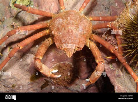 Toad crab hi-res stock photography and images - Alamy