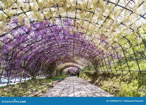 Fukuoka, Japan - May 3,2019: Tourists Take a Photo Beautiful Wisteria ...