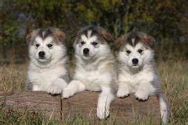 142 Alaskan Malamute Names at DogNamed.com