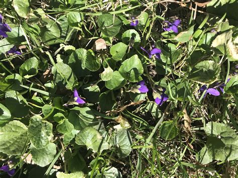 Weed Purple Flower